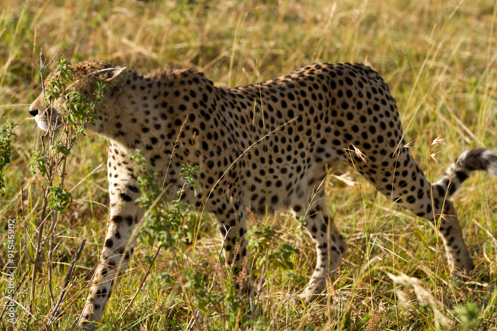 masai mara cheetah masai mara cheetah
