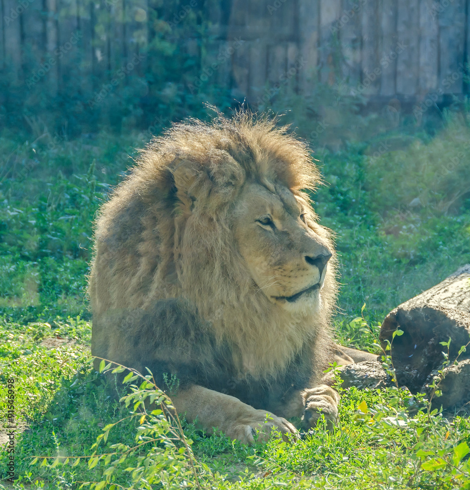 Obraz premium Brown lion at the zoo garden, green grass, sun rays, sitting, close up