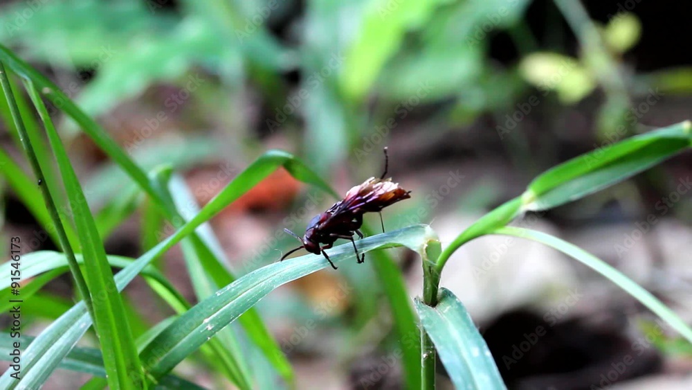 Wasp climbing a blade of grass Wasp climbing a blade of grass