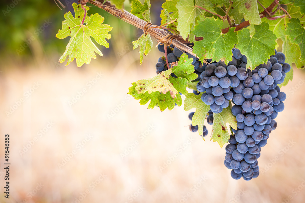 Red wine grapes on vine with copy-space.