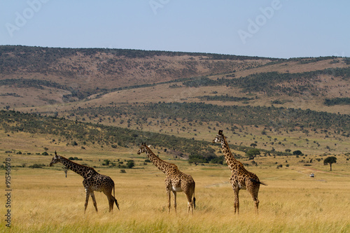 masai mara giraffes