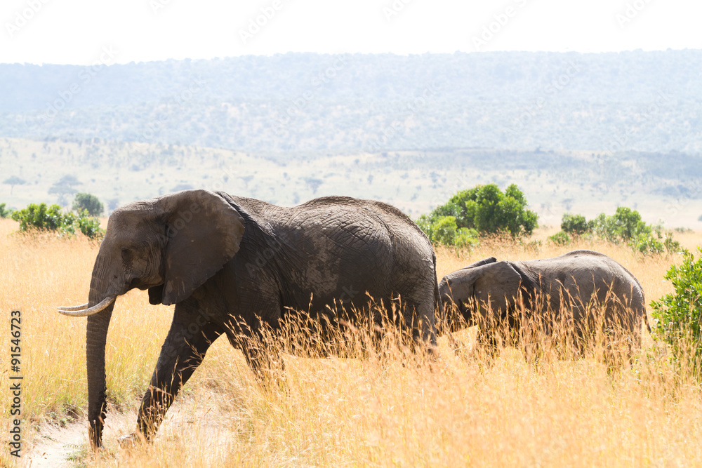 Obraz premium masai mara elephants