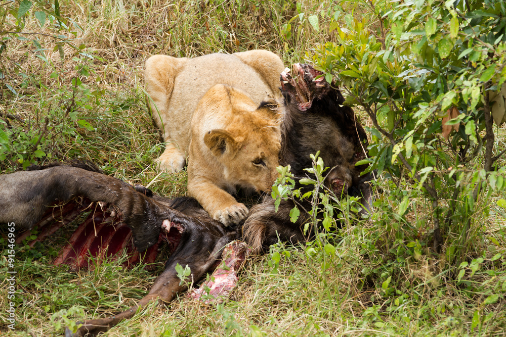 masai mara lions eating a wildebeest