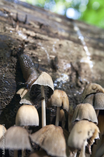 Slugline trace to the mushrooms and an eating slug