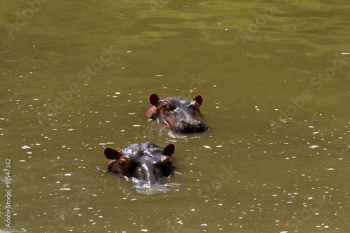 masai mara hippos