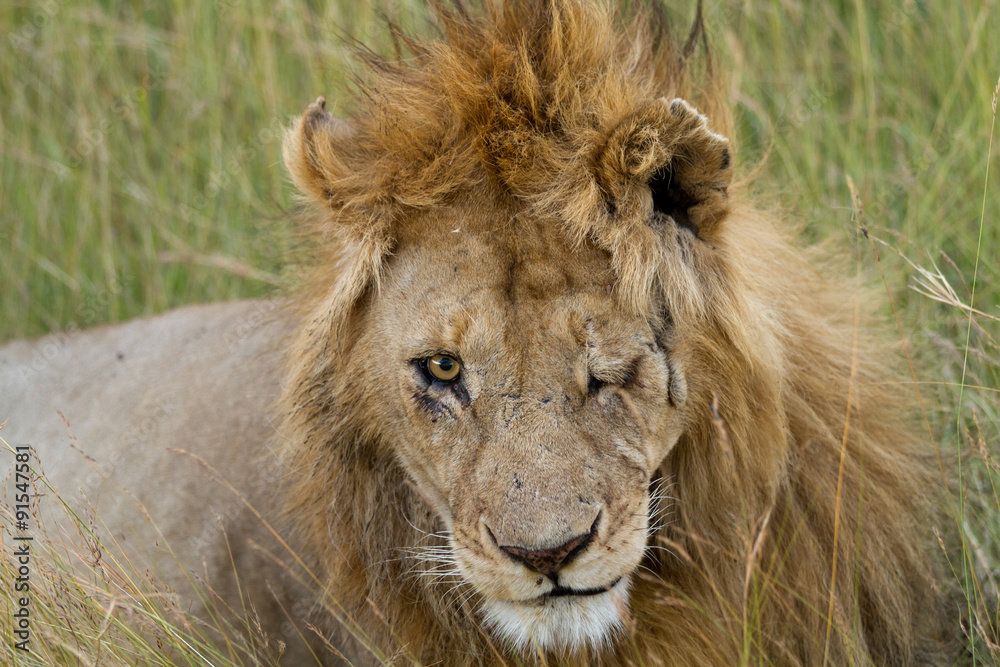 Fototapeta premium lion injured in a eye