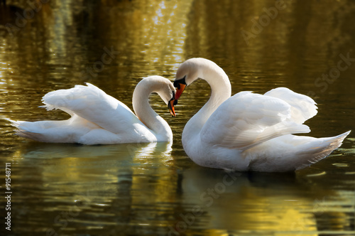 Two swans bent necks in the form of heart