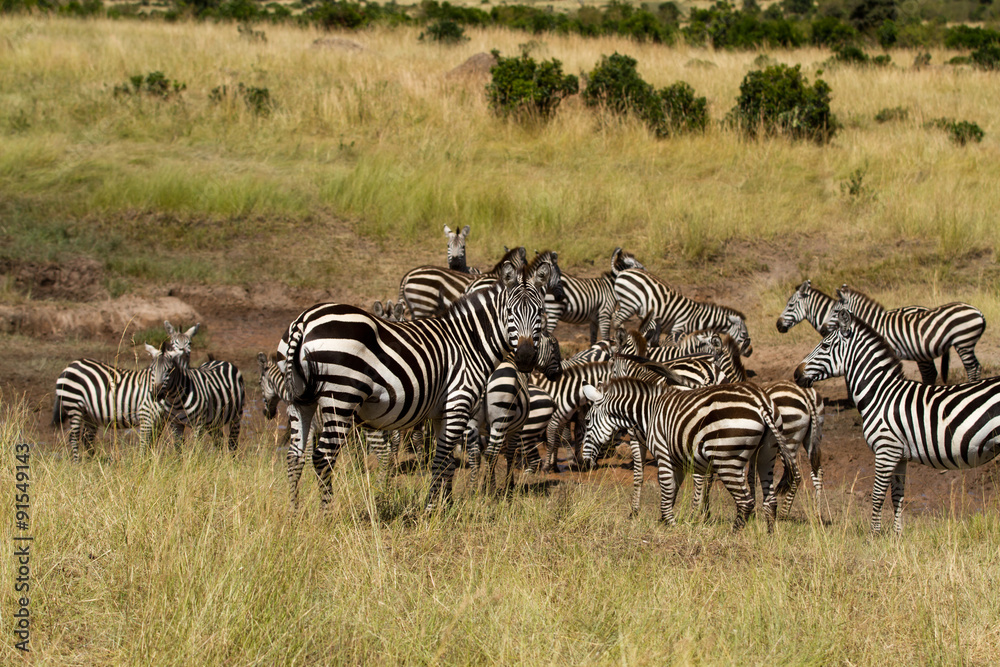 Obraz premium masai mara animals during a safari