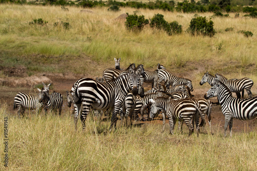 masai mara animals during a safari