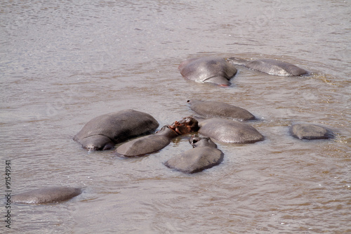 masai mara hippos in the mara river