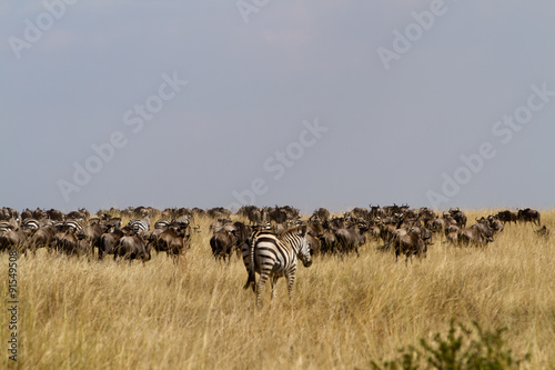 masai mara wildlife overwiew