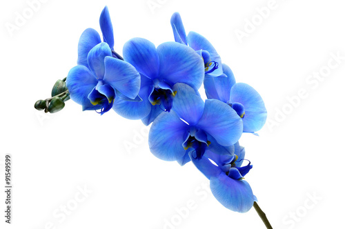 Fotografia Blue flower orchid isolated on white background