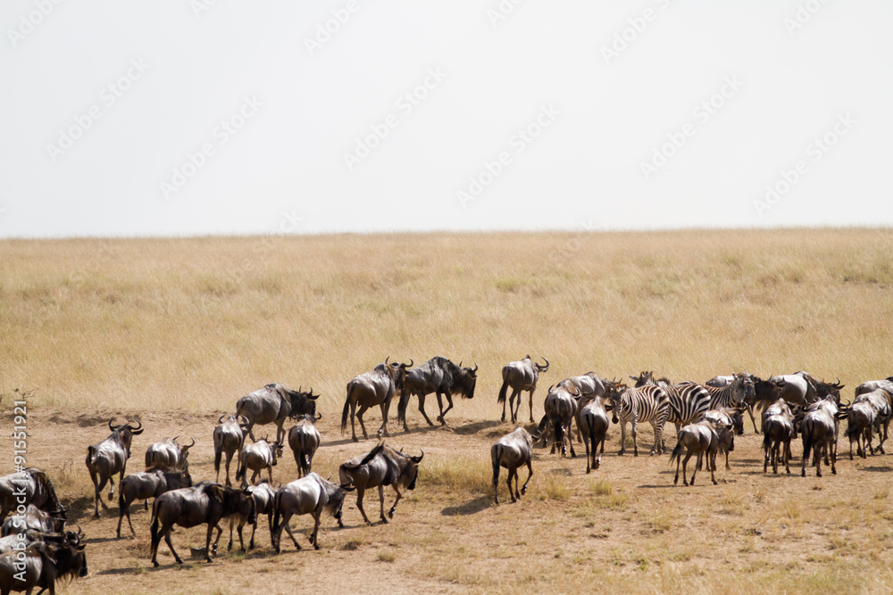 masai mara wildlife