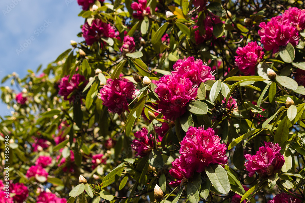 pink rhododendron flowers against blue sky pink rhododendron flowers against blue sky