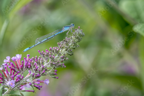 schnura heterosticta, common bluetail, is a common damselfly of the family Coenagrionidae. photo