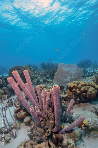 Podwodna rafa koralowa