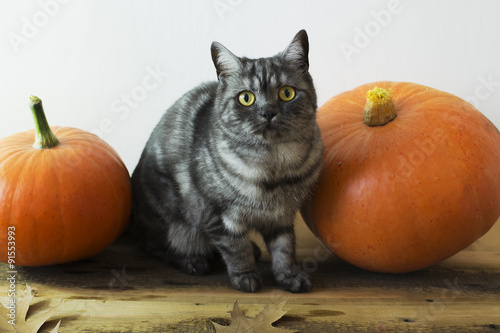 British cat and Pumpkins