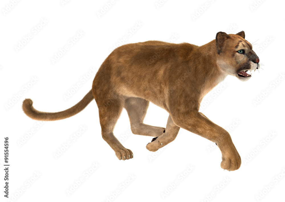 Obraz premium Big Cat Puma