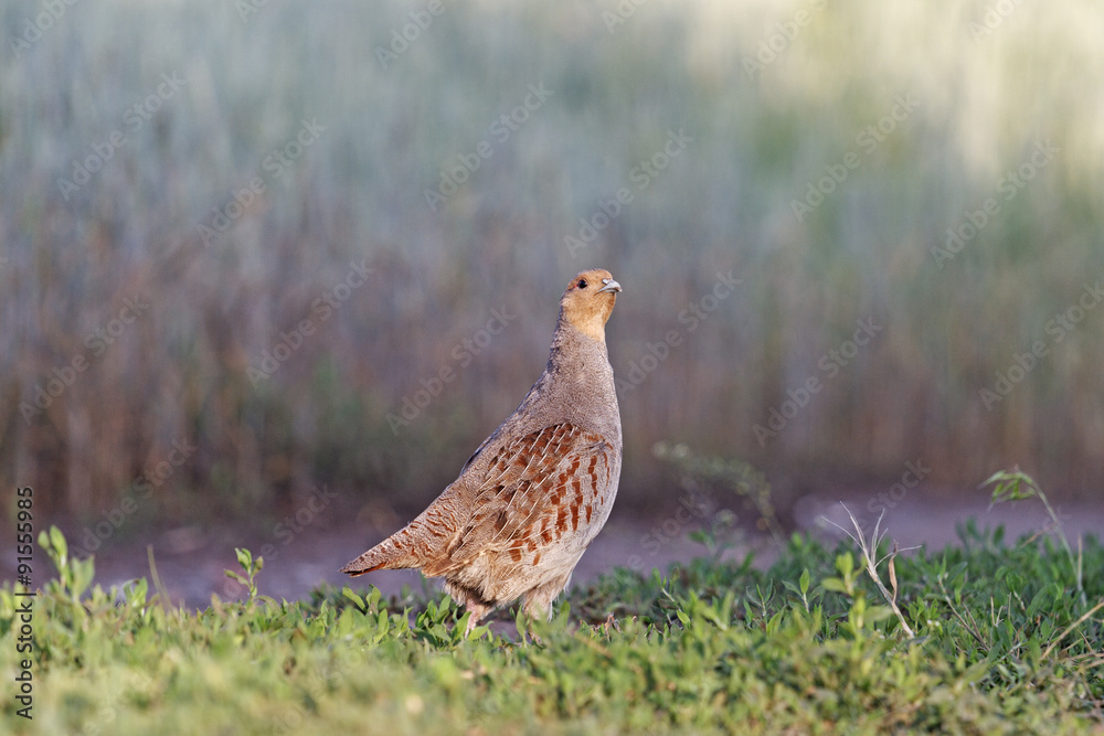 Partridge and wheat/Grey partridge Partridge and wheat/Grey partridge