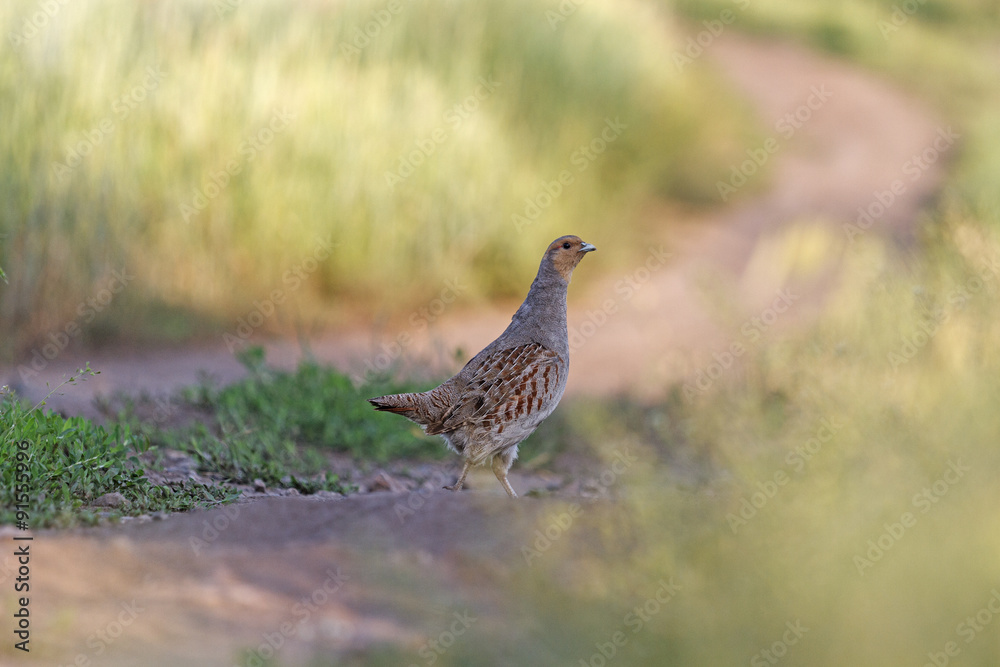 Partridge on the road/Grey partridge Partridge on the road/Grey partridge