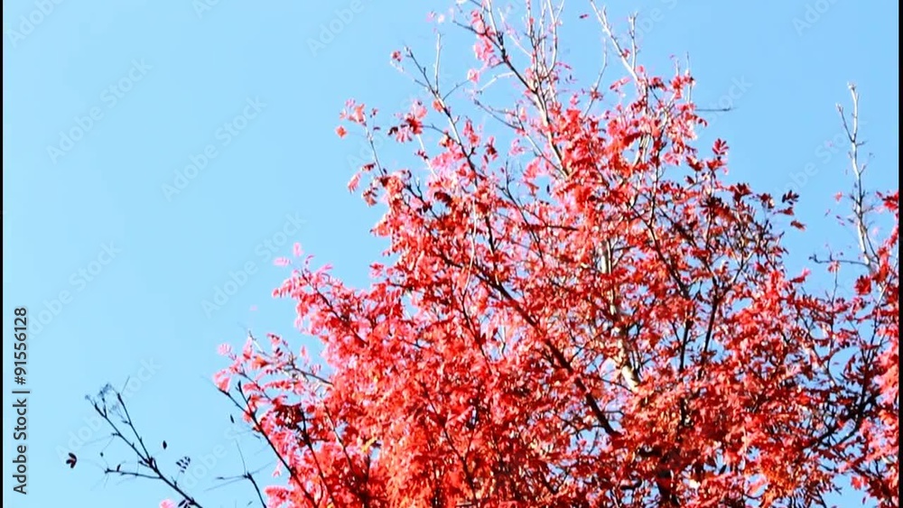 Rowan red and blue sky Rowan red and blue sky