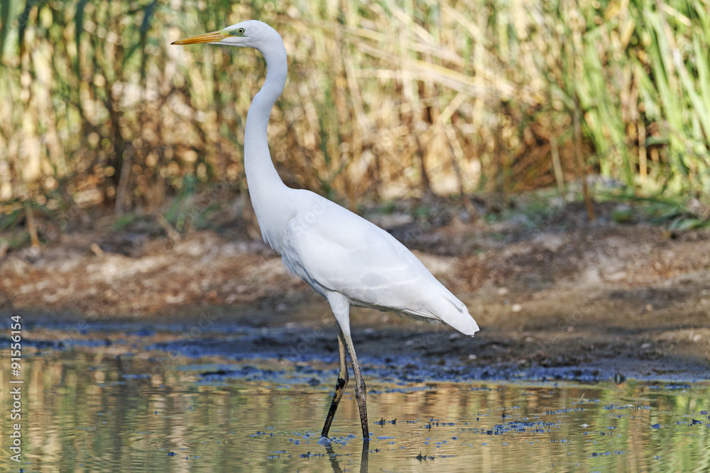 Stance/Great egret Stance/Great egret