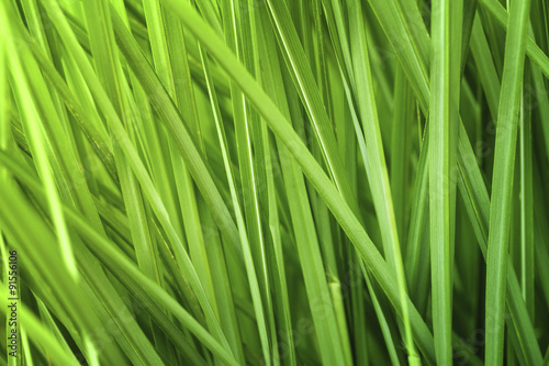 Green grass abstract © Dusko