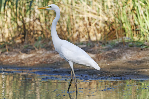 Stance Great egret