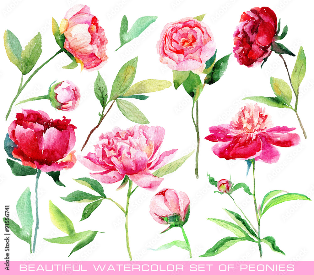 Set of different red, pink peonies, leaves for design. Watercolor flowers. Set of floral elements to create compositions. 