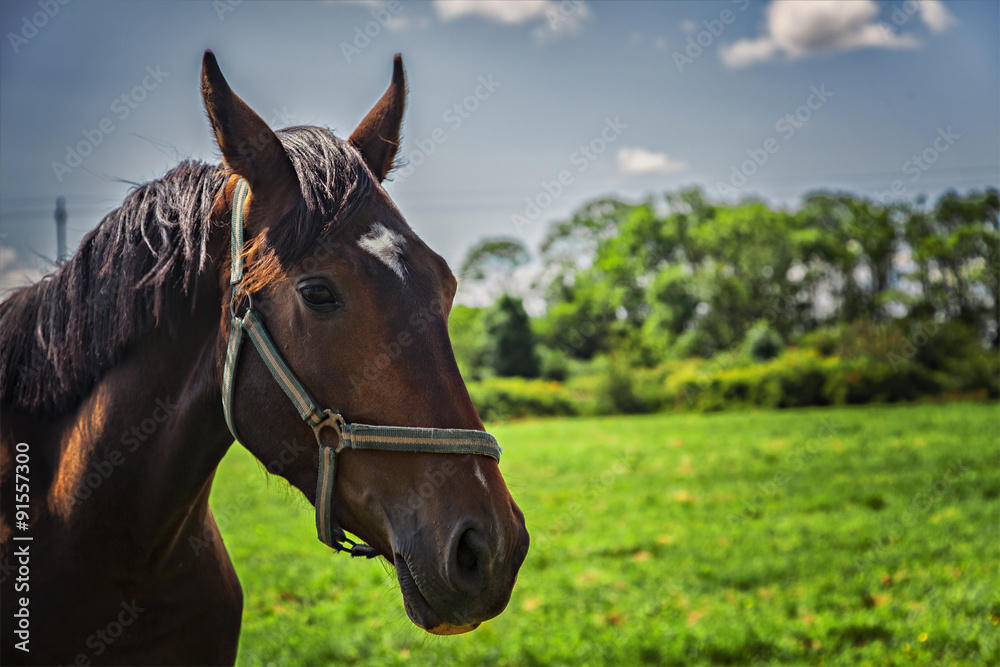 Obraz premium Brown horse on field