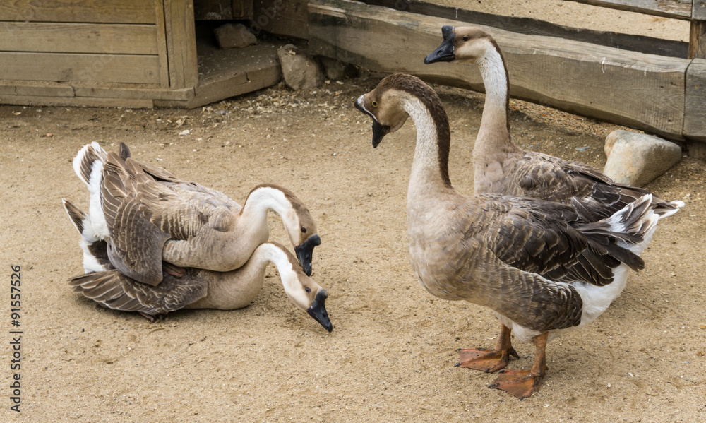 Obraz premium goos mating reproducing geese birds