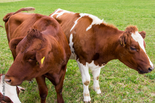 cows in the field in green meadow farm © nemez210769