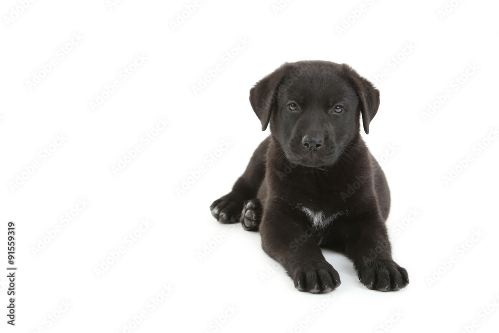 Beautiful black labrador puppy isolated on a white Beautiful black labrador puppy isolated on a white