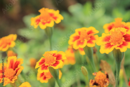 Marigolds in the granny's garden