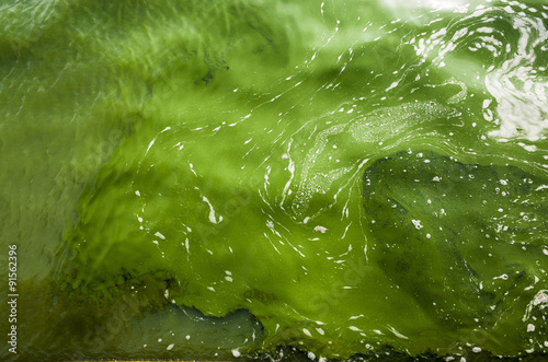 Blue-green algae photo