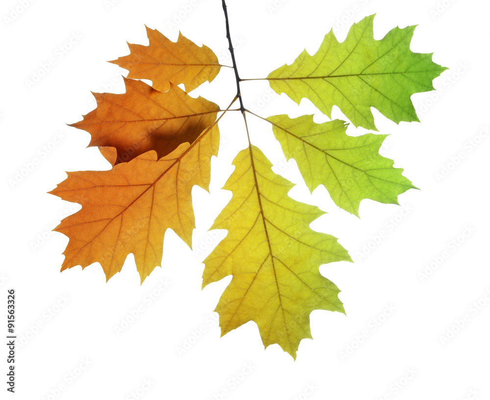 Autumn leaves of oak tree isolated on white background Autumn leaves of oak tree isolated on white background