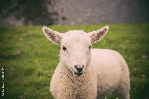 Lamb in Neist Point fields, isle of Skye, Scotland