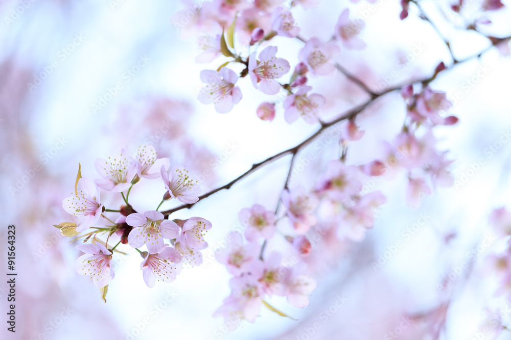 sakura in winter, Spring blooming cherry flowers branch