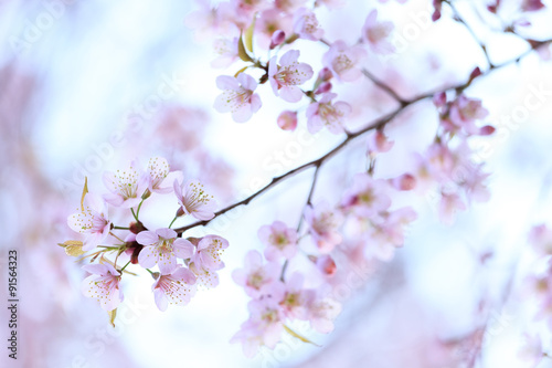 sakura in winter, Spring blooming cherry flowers branch © pigprox