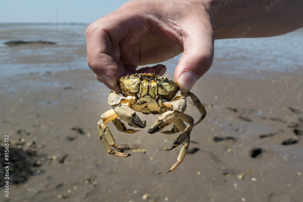 Crab in human hand