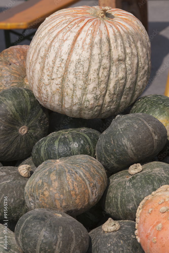pumpkin in autumn pumpkin in autumn