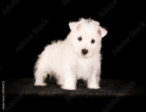 West Highland White Terrier © Sandra de Soie