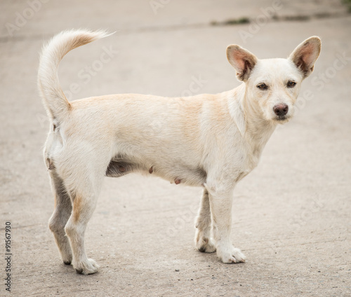 Female dog is breed native in Thailand.