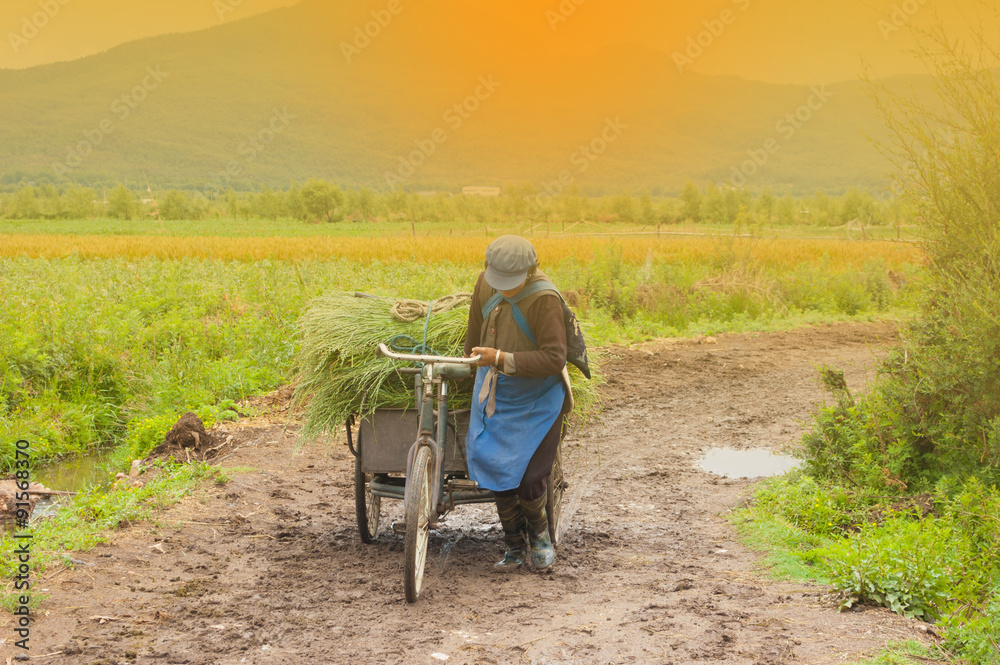 Asian woman carry farm crop with bicycle Asian woman carry farm crop with bicycle