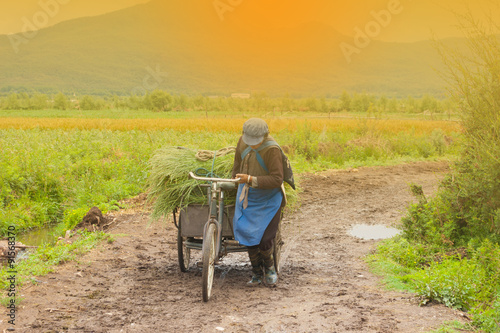 Asian woman carry farm crop with bicycle © szeyuen