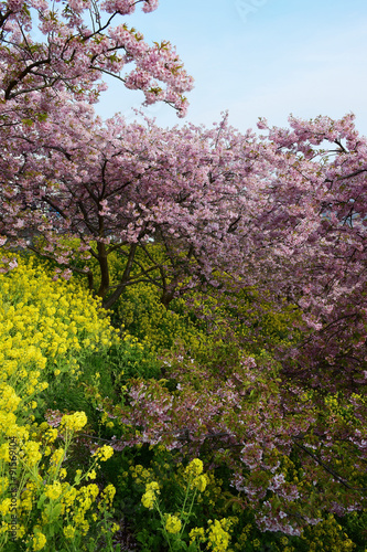 Color of Spring in Japan