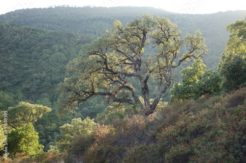 Vieux chêne liège surplombant la vallée du Préconil du massif des Maures dans le Var