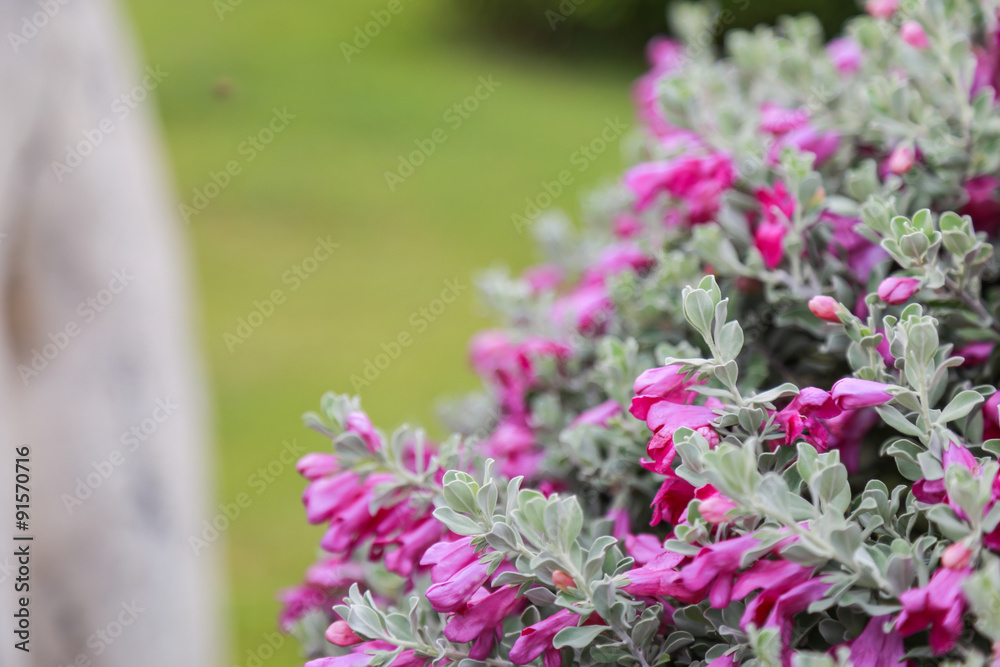 Obraz premium Purple lilac flowers background
