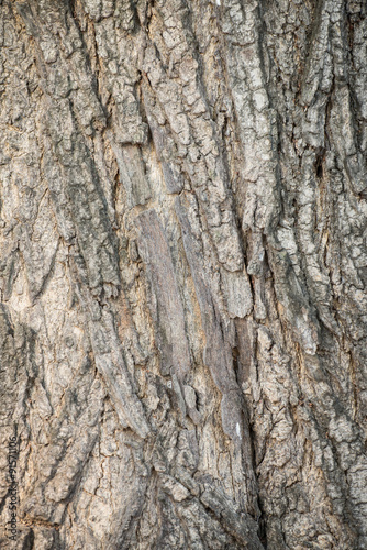 Old Wood Tree Texture Background Pattern