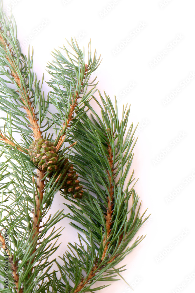 branches of fir tree isolated on white background christmas new year winter branches of fir tree isolated on white background christmas new year winter
